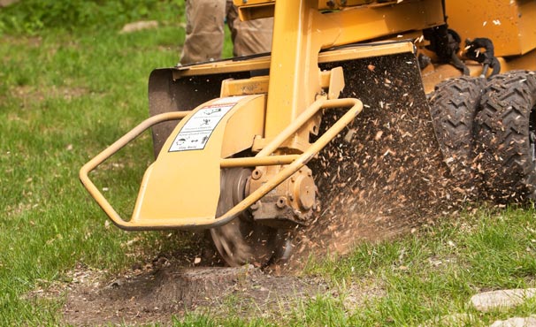 Out on a Limb Tree Service | stump grinding